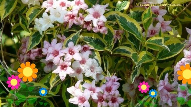 Вейгела цветущая Санни Фэнтази. Краткий обзор, описание характеристик weigela florida Sunny Princes смотреть онлайн