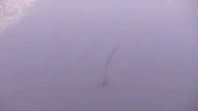 Пелагическая лисья акула (Alopias pelagicus) во время охоты