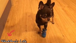 Как приучить собаку ходить в ботинках