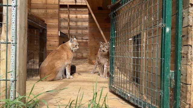 РЫСЬ УМКА ЗНАКОМИТСЯ С РЫСЕНКОМ ХАННЫ / Рысь попала в чужое гнездо с котятами смотреть онлайн