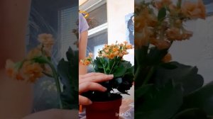 Что делать с каланхоэ после того как отцвели цветоносы? Как обрезать.