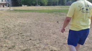 Первый полет стрижа