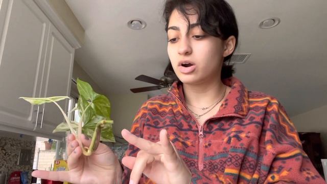 How to propagate syngonium / white butterfly / verigated / and pink
