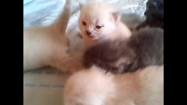 СМЕШНЫЕ ПРИКОЛЬНЫЕ ШОТЛАНДСКИЕ КОТЯТА   СТЕРЛИТАМАК.#шотландские.#котята.#вислоухие