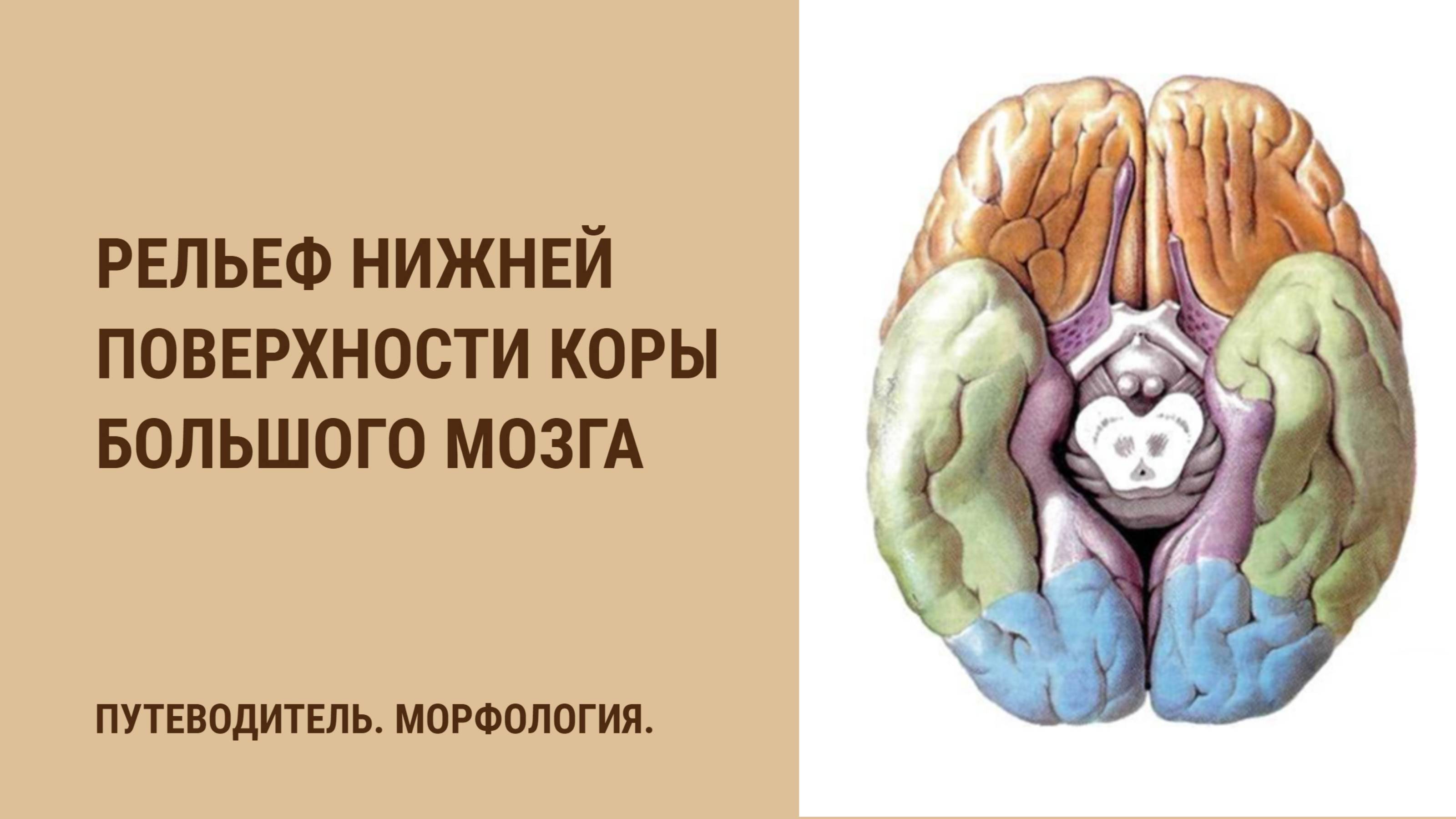 Рельеф нижней поверхности коры большого мозга