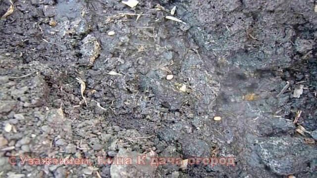 Тонкости Ухода и Выращивания Редиса в открытом грунте. Когда Сажать Редис летом.Хранение редис впро смотреть онлайн