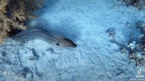 Дайвинг в Египте,Мурена