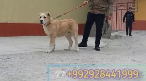 УЗНАЁМ ВЕС , ЩЕНКИ БОЙЦОВЫХ АЛАБАЯ С.А.О