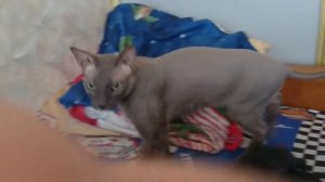 Караул! Сейчас описаюсь