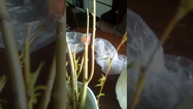 Плакучая ива часть 2 смотреть онлайн