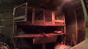 Содержание кроликов в сарае, кормление