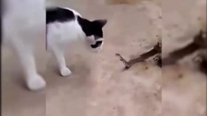 Смелые КОШКИ которые вас УДИВЯТ / КОШКИ ЗАЩИЩАЮТ СВОИХ ХОЗЯЕВ /  Бесстрашные КОШКИ