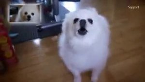 Пёс гейб