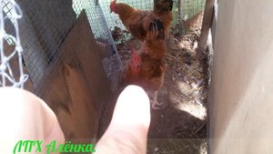 Мускусные утки. Утята 1,5 - 2 недели. Задавили утёнка./Musk ducks. Ducklings 1,5 - 2 weeks.