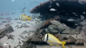 100 Исторических Фактов, Которые не Могут Объяснить Ученые
