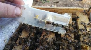 Подсадка матки в Октябре ч.1