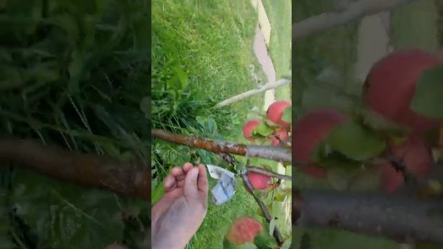 яблоня (услада) смотреть онлайн