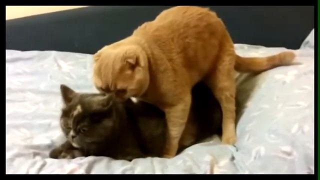 Кошачьи любовные игры (смотреть до конца!)