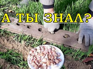 Лёгкий способ посадки ОЗИМОГО ЧЕСНОКА???