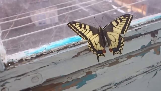 Бабочка Махаон / Butterfly Mahaon
