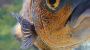 Рыбка в аквариуме. Релаксация или юмор?Юмор у аквариума, посмейся вместе с подругой или другом.