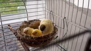 Канарейки птенцы   собираются вылететь из гнезда