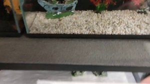 Аквариум Xiaomi Mijia Smart Fish Tank часть 5