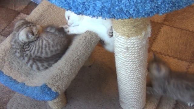 Очень красивый Скоттиш - страйт Very beautiful Scottish straight смотреть онлайн