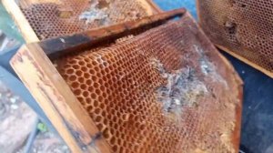 Спасение Пчёл 🐝🐝🐝 от Восковой Моли :-)