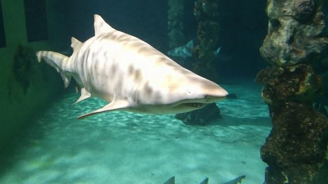 Сюрприз. Аквариум. мы посещаем аквариум. акула, кораллы, рай для рыб смотреть онлайн