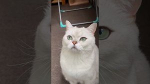 Британец серебристая шиншилла | короткие видео с котами | монтаж в CapCut