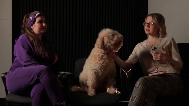 Редкая порода собак! Лаготто романьоло. У нас в гостях Ирина Ерёмина и её прекрасные собаки. смотреть онлайн