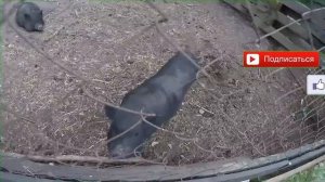 Этно Отель Деревня Берендеевка в Горном Алтае База отдыха