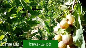 Крыжовник Шанон