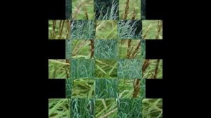 Агростис — (Agrostis L.)-Любимые цветы и растения