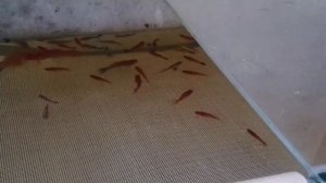 Как быстро выловить много рыбы с аквариума. ?????????