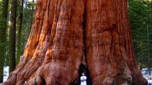 10 САМЫХ ВЫСОКИХ ДЕРЕВЬЕВ В МИРЕ