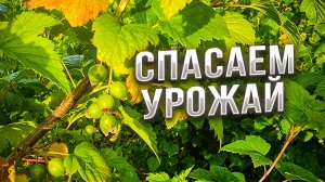 смородина, как и все ягодные кустарники требует полива, поэтому если хотите получить урожай...