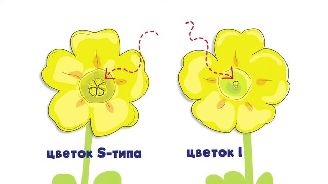 Европа ищет первоцвет весенний