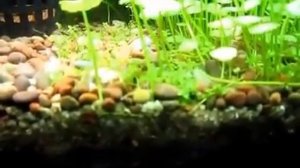 Гидрокотила вертикальная (Hydrocotyle verticillata)