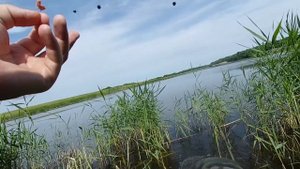 Рыбалка на поплавок в июне! На кукурузу подошел только Кукурузник!