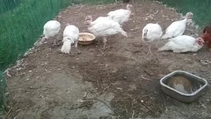 Давать индюкам комбикорм для свиней или нет???