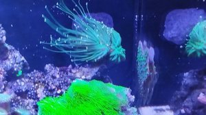 эуфилия факел