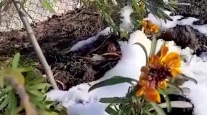 Лакфиоль - зимнее цветение