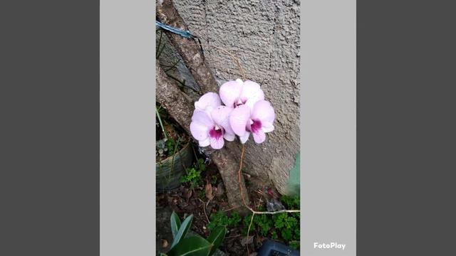 Dois quintais com as mesma orquídeas/#orquideas /phalaenopsis смотреть онлайн