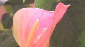 An 'Anthurium Flower' - Easy to grow