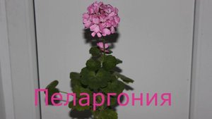 Цветущие комнатные растения ФОТО+НАЗВАНИЕ