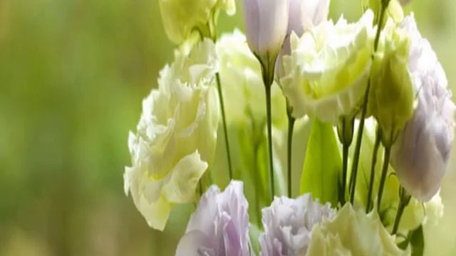 Ирландская роза смотреть онлайн