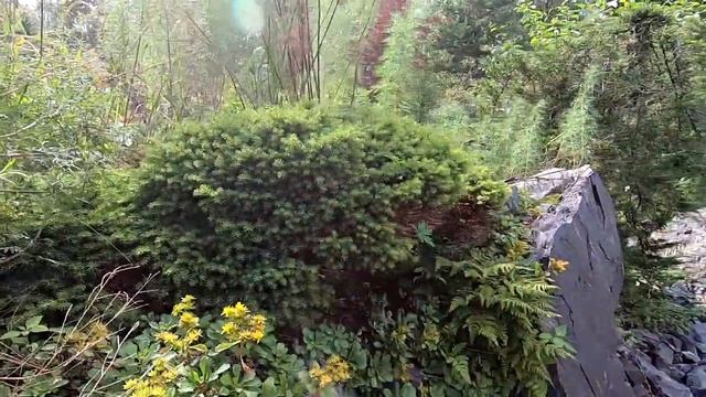 Ботанический сад. ПАРК БОНСАЙ. Новосибирск смотреть онлайн