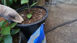 Можно ли выращивать метельчатую гортензию из семян